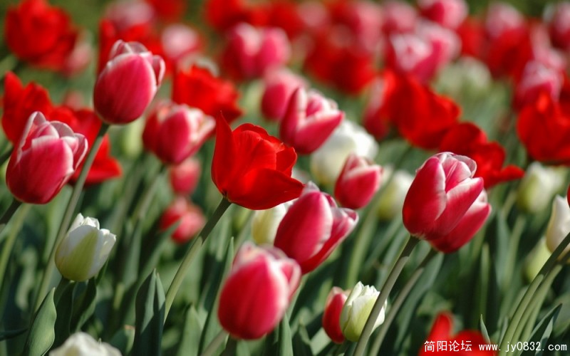 00787_tulipsinspring_1680x1050.JPG