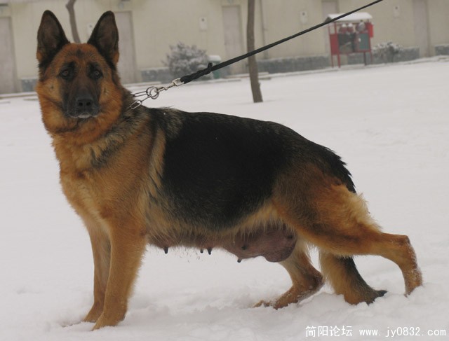 狗.jpg