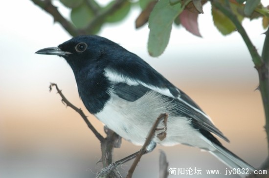 枝头小栖
