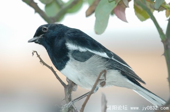 若有所思