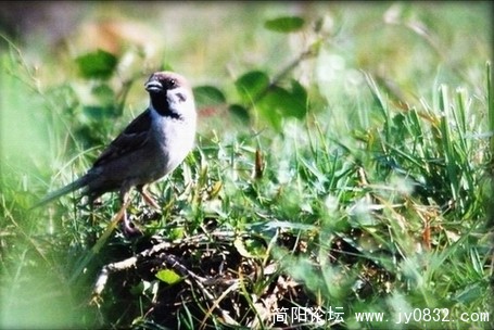 简阳滨江路 滨江公园