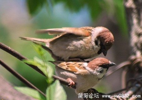 它们想要小宝宝了