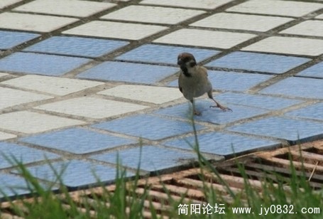 简阳滨江路 滨江公园
