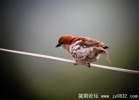 躲在窗帘后面照的