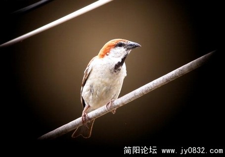 躲在窗帘后面照的
