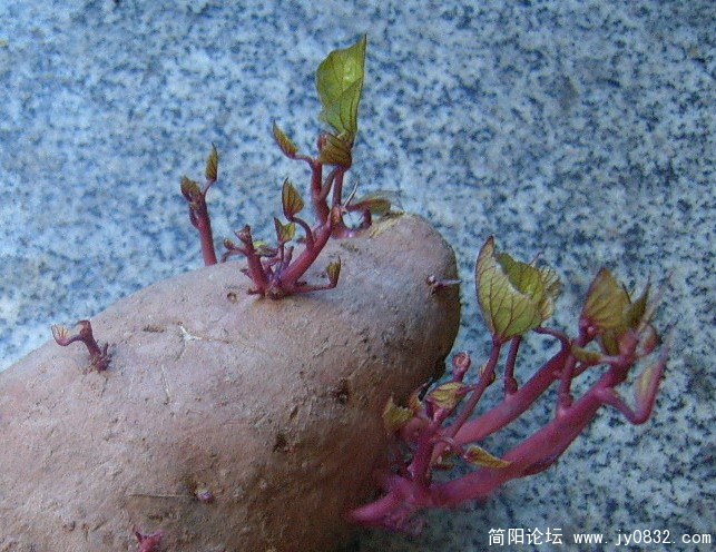 SUC53945.jpg