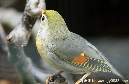 相思