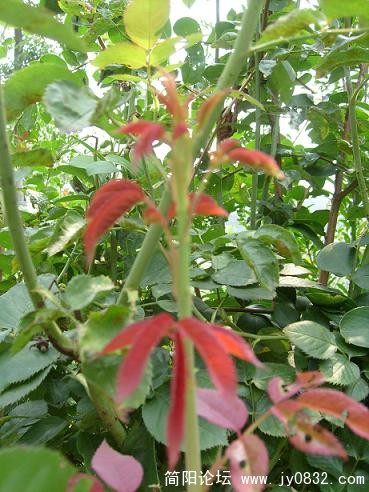 花枝