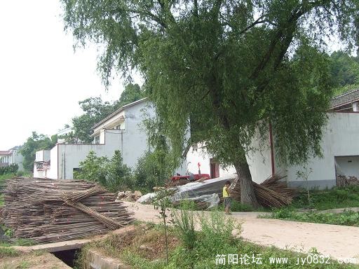 大柳树