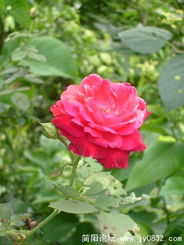 居民栽的花