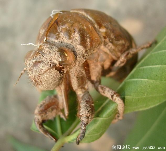 路上的蝉蜕