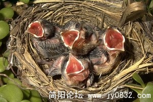 生生不熄 生命接力