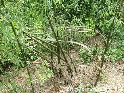 前两天刮风的结果