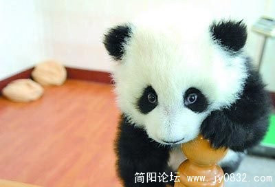 让我出去吧！就玩一会儿，好不好？.jpg