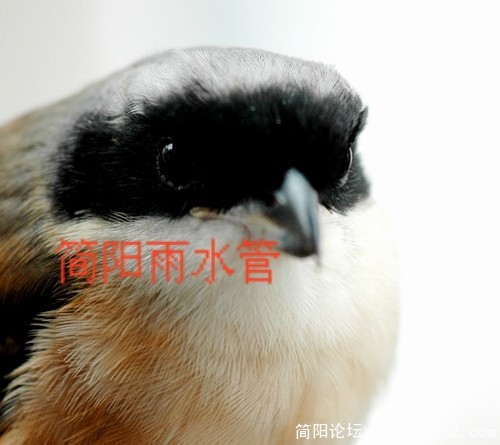 DSC_0268副本.jpg
