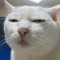 abd9d1168ae6c008962b43f6.gif