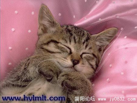 甜蜜可人型