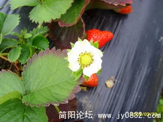 SSL22310.jpg