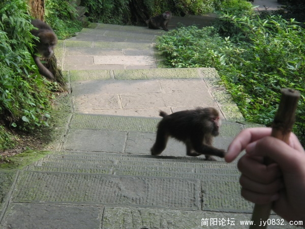 峨眉山照片 083_调整大小.jpg