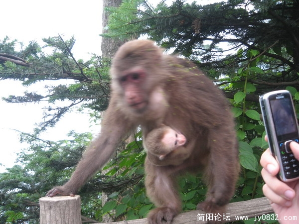 峨眉山照片 148_调整大小.jpg