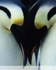 u=1429443314,1807793608&fm=0&gp=40.jpg