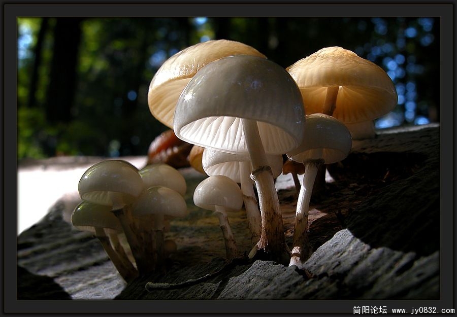 53_14349_927f7966c3f4a35.jpg