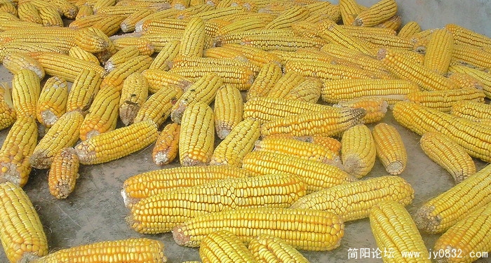 照片339.jpg