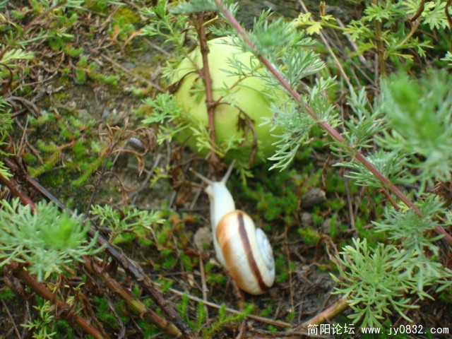 想苹果吃的蜗牛