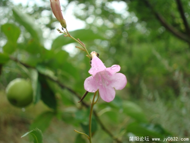 野花