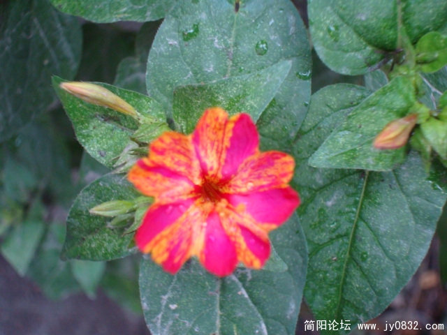 胭脂花2，我们这没有这样的颜色吧？