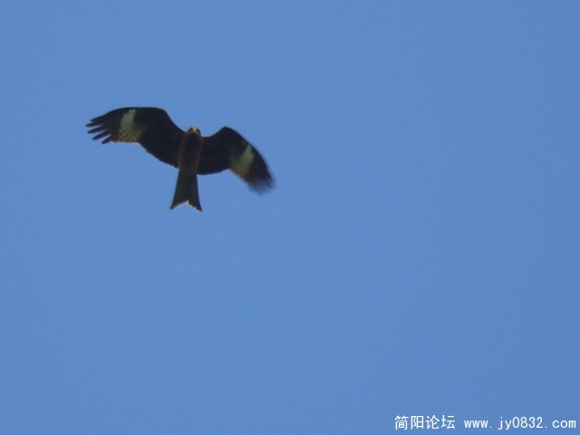 天空中滑翔过的鹰