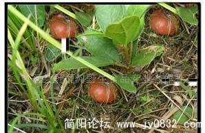 野地瓜1.png