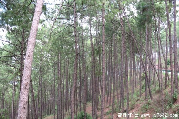 满山的松树。