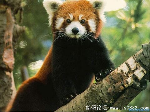 兽--小熊猫2.jpg