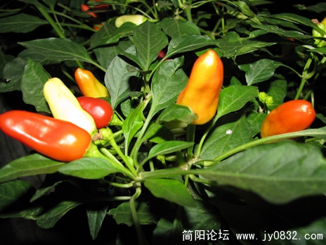 照片 095 副本.jpg