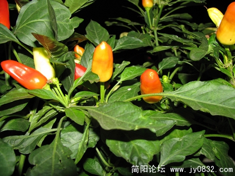 照片 101 副本.JPG