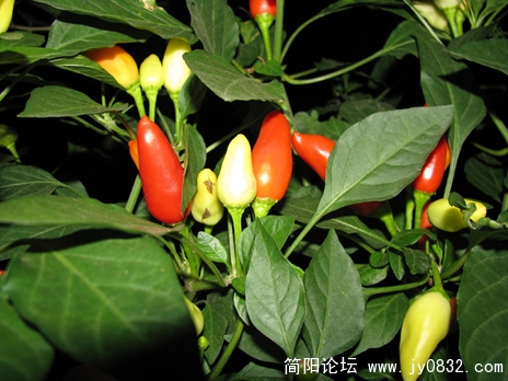 照片 100 副本.JPG