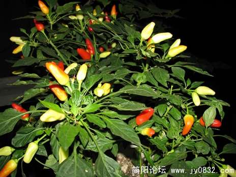 照片 098 副本.JPG
