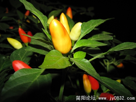 照片 094 副本.JPG