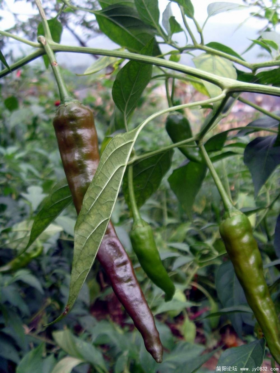 S73R1248.JPG