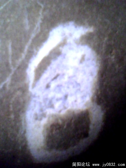 鸟儿1.jpg