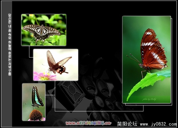 合成蝴蝶1.jpg