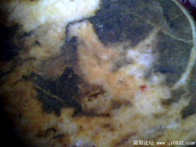 鸡1.jpg