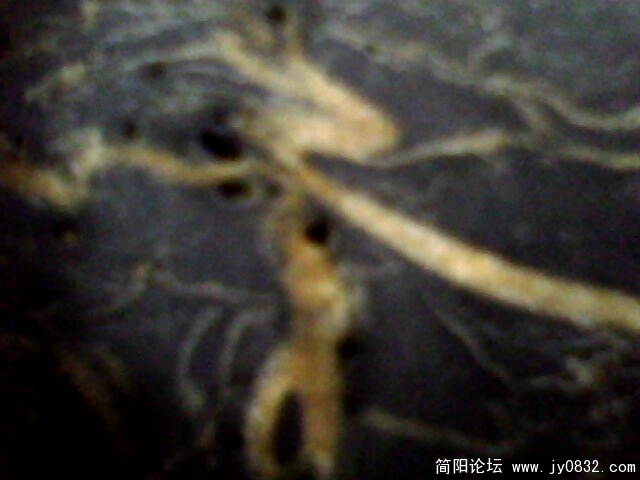 马头.jpg