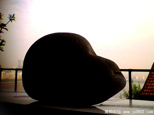 猴子1.jpg