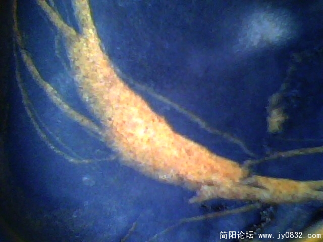 虾1.jpg