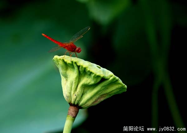 蜻蜓2.jpg