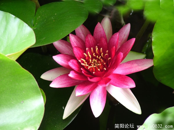 荷花1 副本.jpg
