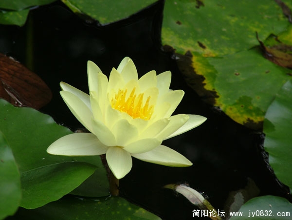 荷花3 副本.jpg