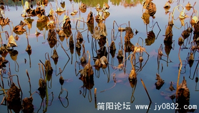 秋荷.jpg